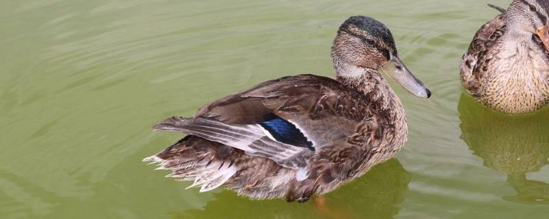 鸭子是什么（鸭子是什么颜色）