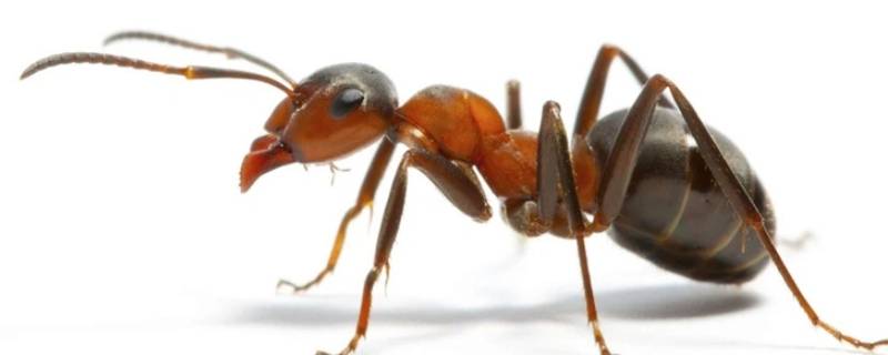 蚂蚁是否有辨别方向的能力（蚂蚁是否有辨别方向的能力实验过程的能力）