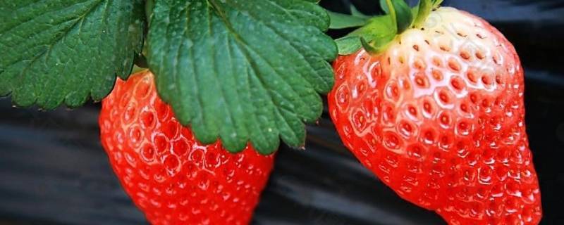 草莓季节是几月份吃 草莓什么时候季节吃