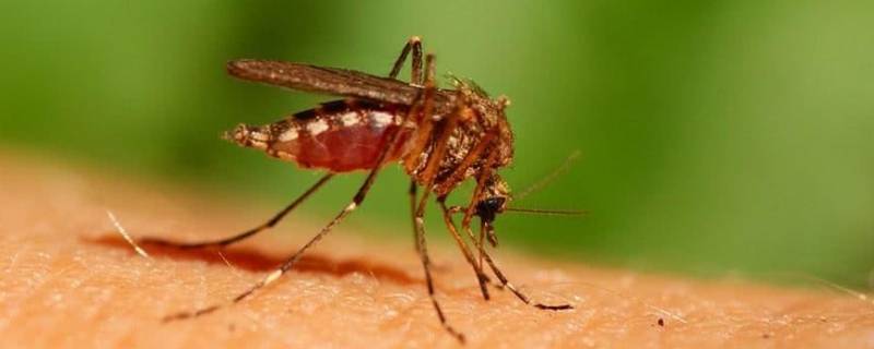 虫为什么喜欢灯光 为什么有些虫喜欢灯光