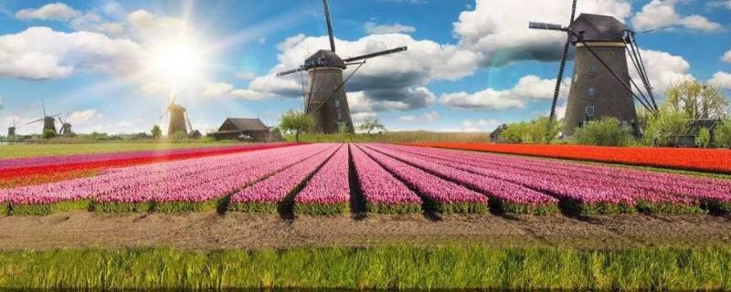 荷兰为什么是花之国（荷兰为什么是花之国?）
