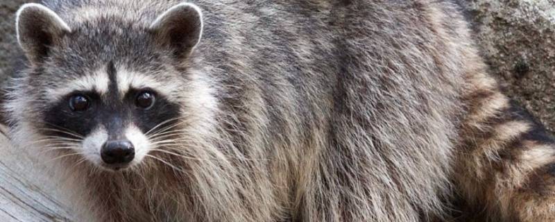 浣熊吃什么 我的世界浣熊吃什么