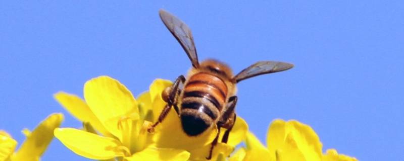 关于蜜蜂的宣传标语有哪些（蜜蜂的宣传标语有哪些保护）