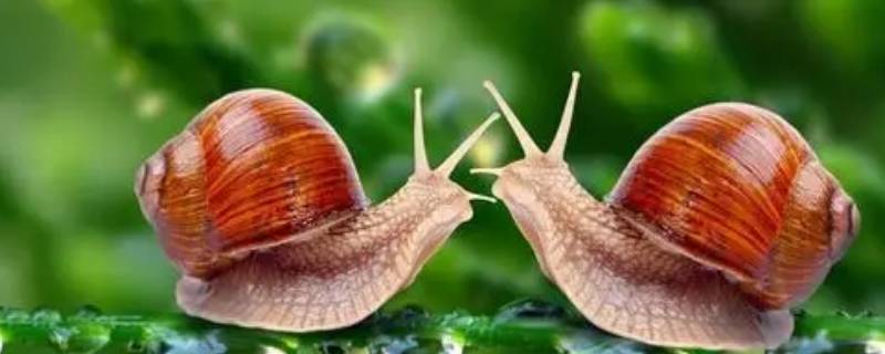 蜗牛怕什么东西 蜗牛怕什么东西?是不是醋?