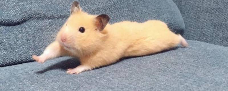 金丝熊打喷嚏怎么回事 金丝熊打喷嚏正常吗