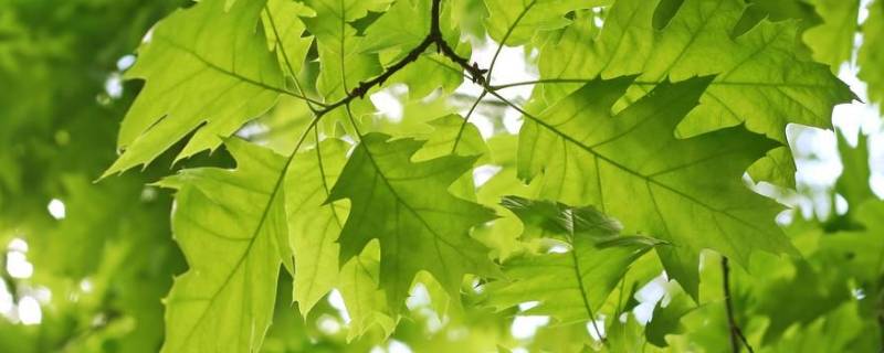 春天树叶的颜色和形状有哪些（春天来了树上的叶子是什么颜色的）