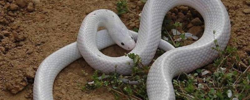 白色的蛇是什么品种（纯白色的蛇有哪几种）