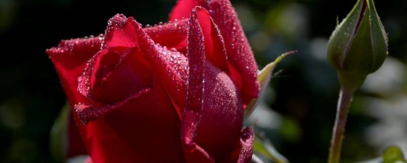 买的玫瑰花束怎么保持时间久一点 买的玫瑰花束如何保持新鲜