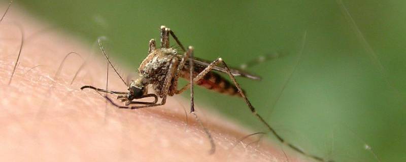 蚊子吃什么 蚊子吃什么血型的血