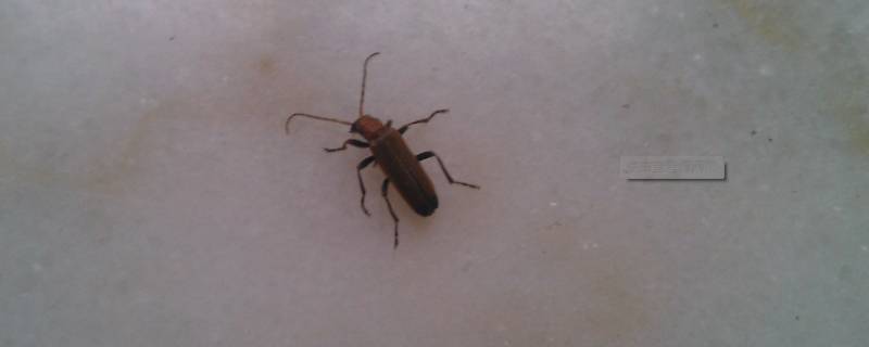 屋里为什么会有蟑螂什么原因 屋里为什么总是有蟑螂