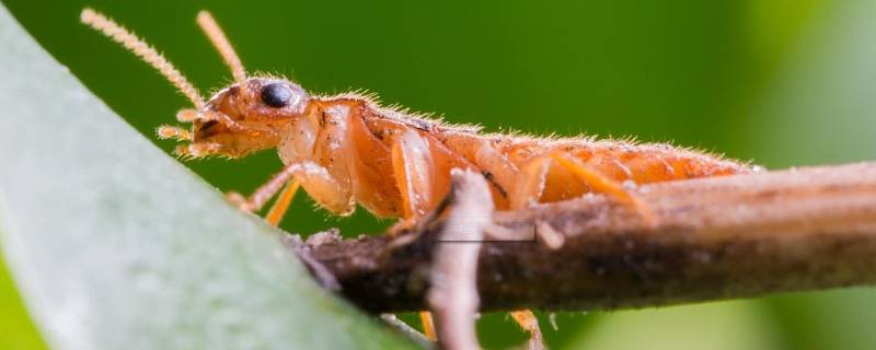 为什么大水蚁在下雨天才出现 为什么下雨天会有水蚁