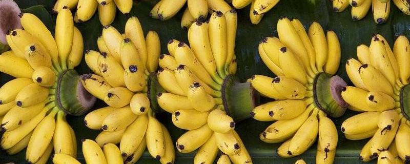 短粗的香蕉是什么香蕉 短又粗的是什么香蕉