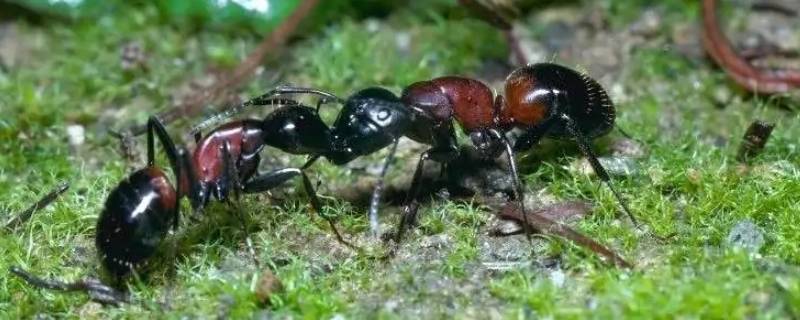 蚂蚁搬家的三大原因 蚂蚁为什么搬家的原因