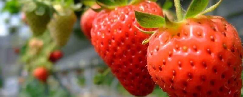 草莓是水果吗 草莓是水果么