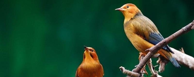小鸟爱吃什么 小鸟爱吃什么食物,有什么爱好