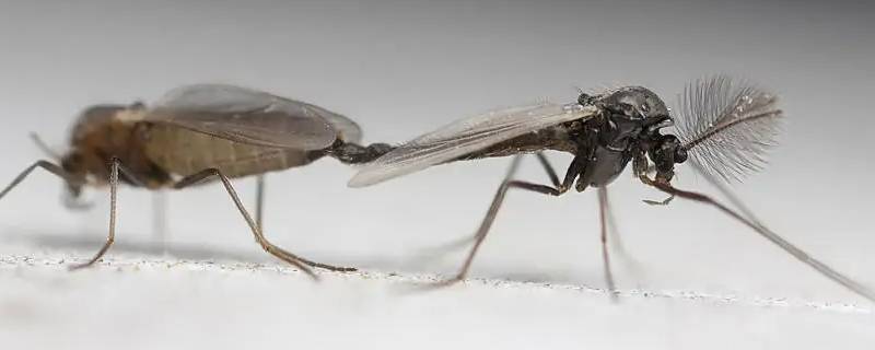蚊子多久可以饿死（蚊子多久会饿死?）