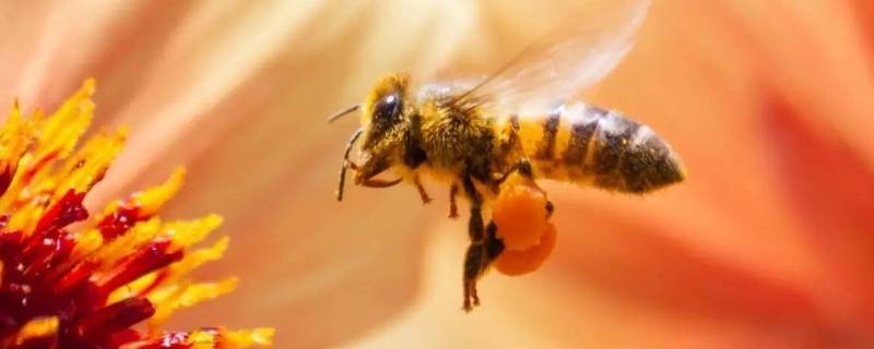 意蜂和中蜂有什么区别（意蜂和中蜂有什么区别视频）