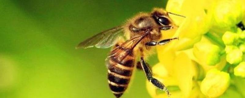 蜜蜂有什么本能 蜜蜂有什么本能还有什么本领