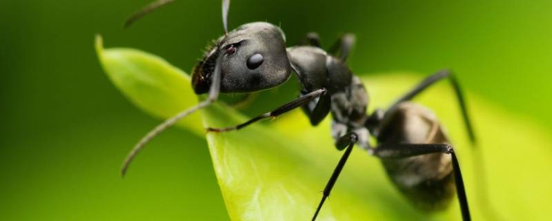 蚂蚁有什么生活习性 蚂蚁有什么生活特点