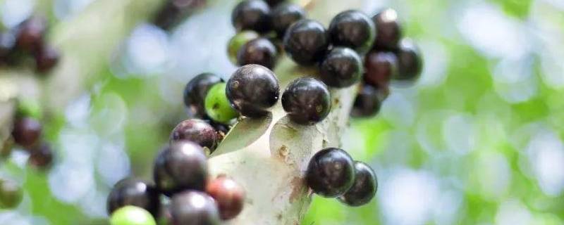 树葡萄皮和籽可以吃吗 树葡萄可以连皮带籽吃