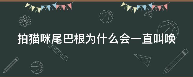 拍猫咪尾巴根为什么会一直叫唤 母猫拍尾巴根会叫