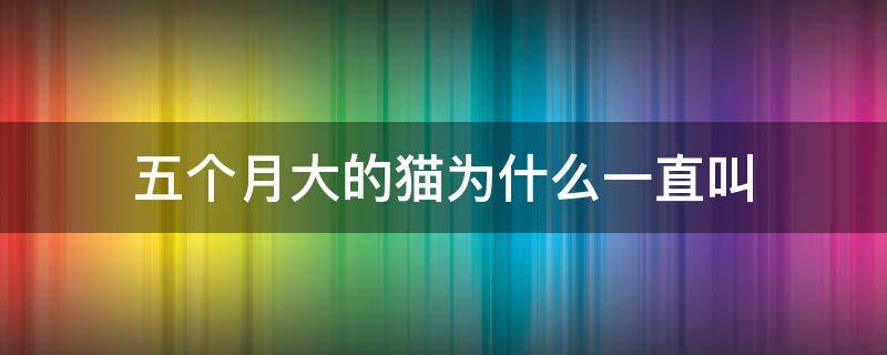 五个月大的猫为什么一直叫（五个月猫一直叫是为什么）
