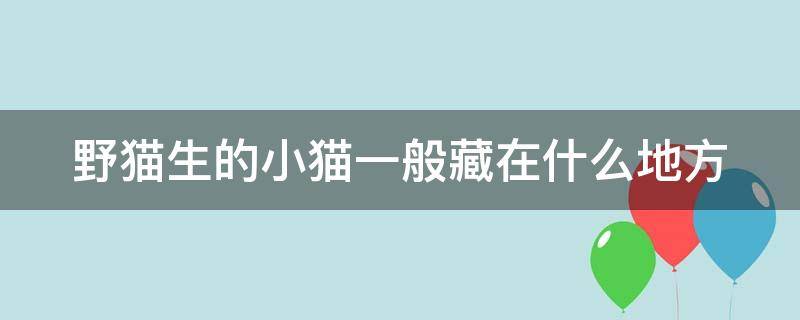 野猫生的小猫一般藏在什么地方（野猫生的小猫一般藏在什么地方好）