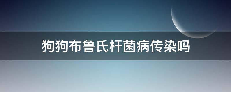 狗狗布鲁氏杆菌病传染吗（狗狗得布鲁氏杆菌症状的几率高吗）