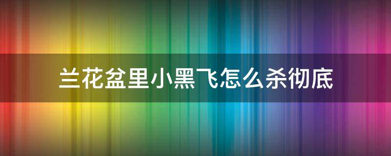 兰花盆里小黑飞怎么杀彻底（兰花盆里小黑飞虫怎么治）