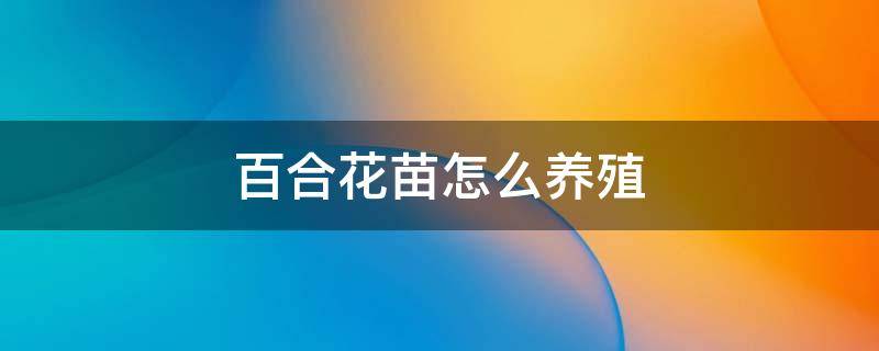 百合花苗怎么养殖 百合苗怎么种植