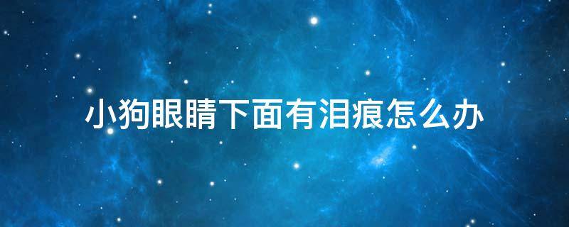 小狗眼睛下面有泪痕怎么办 狗狗眼睛下面有泪痕怎么办