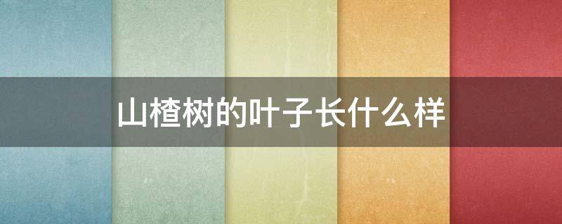 山楂树的叶子长什么样 山楂树叶子长什么样子图片