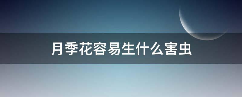 月季花容易生什么害虫（月季花有什么虫害）