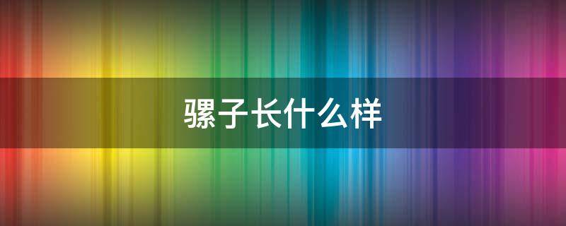 骡子长什么样 骡子长什么样子