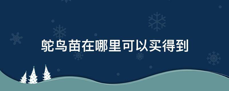 鸵鸟苗在哪里可以买得到 鸵鸟苗在哪里能买到
