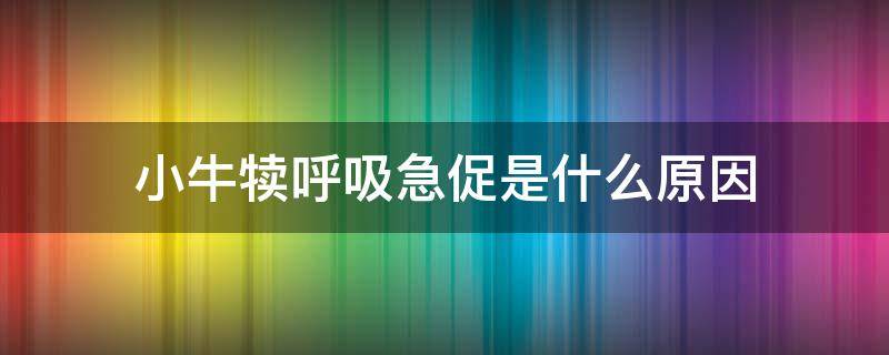 小牛犊呼吸急促是什么原因（小牛犊呼吸快是怎么回事）