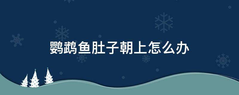 鹦鹉鱼肚子朝上怎么办（鹦鹉肚子朝上怎么回事）