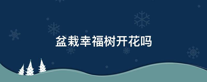 盆栽幸福树开花吗（幸福树怎么养才容易开花）