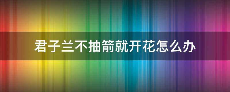 君子兰不抽箭就开花怎么办 君子兰不抽箭就开花了,有什么补救方法呢