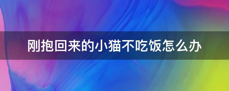 刚抱回来的小猫不吃饭怎么办（小猫刚抱回来不吃不喝怎么办）