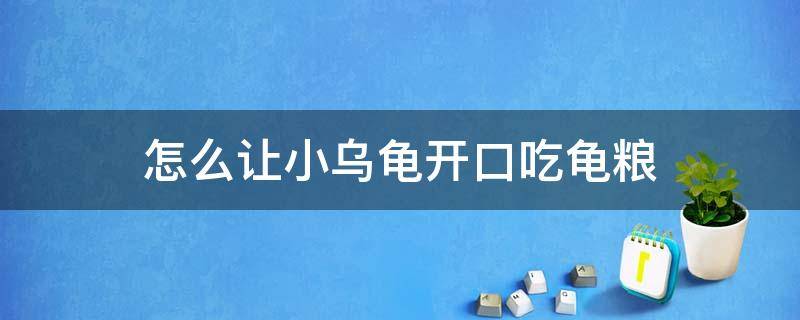 怎么让小乌龟开口吃龟粮 怎样让小乌龟开口吃食