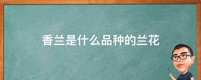 香兰是什么品种的兰花 香兰花属于什么兰花