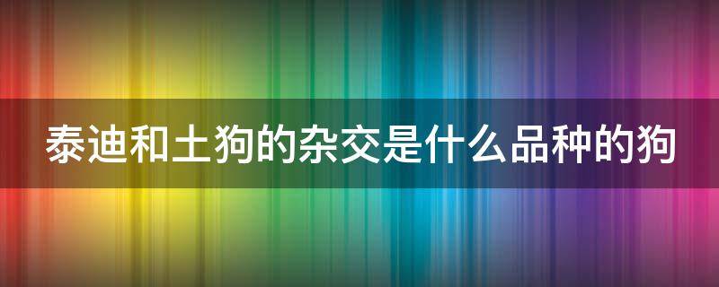 泰迪和土狗的杂交是什么品种的狗（泰迪和土狗配出来是什么样子）