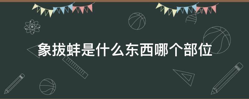 象拔蚌是什么东西哪个部位 象拔蚌是哪里