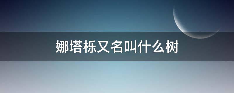 娜塔栎又名叫什么树（娜塔栎树叶）