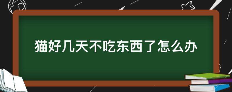 猫好几天不吃东西了怎么办（猫好多天不吃东西怎么回事）