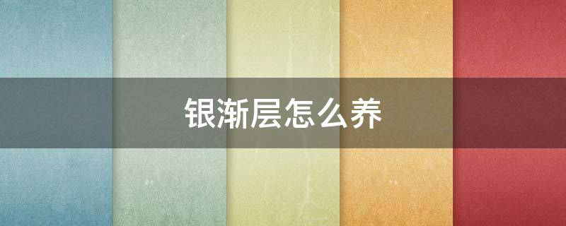 银渐层怎么养（银渐层怎么养胖）