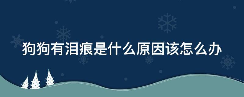 狗狗有泪痕是什么原因该怎么办 狗狗有泪痕是有病吗