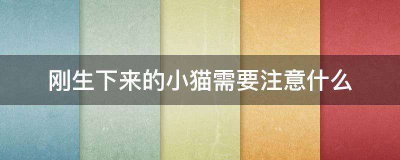 刚生下来的小猫需要注意什么（刚生下的小猫咪需要注意什么）