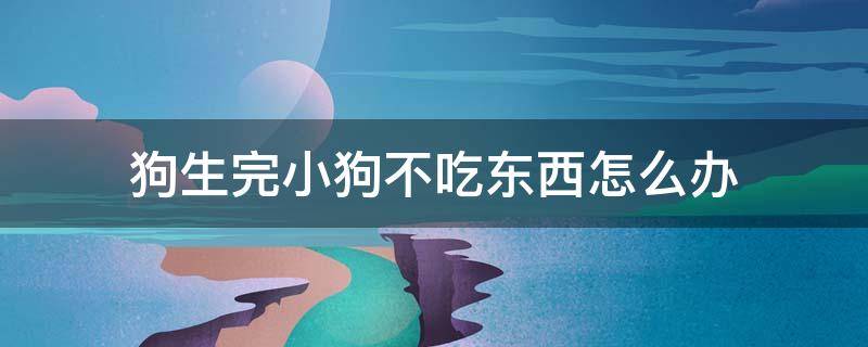 狗生完小狗不吃东西怎么办 狗狗生产后不吃东西怎么办